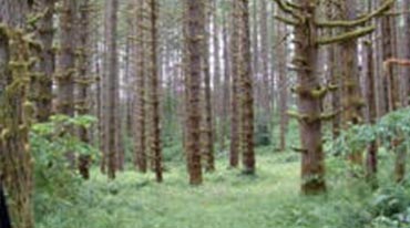 Timber Cruising